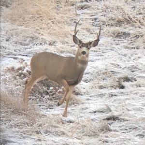 Meet your Posher, Troy